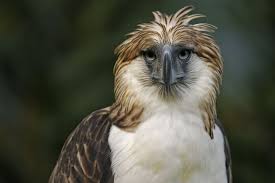 philippine eagle