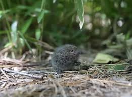 siberian mouses  fuck|ビッケブランカ、配信限定シングル『追うBOY』を配信開始!!&インタヴュー掲載!! - OTOTOY