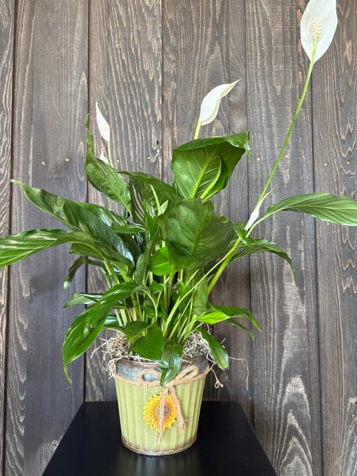 Stems Florist by null