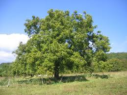 Juglans regia - Wikipedia
