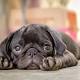 Coughing Canines? 6 Things to Know About Dog Flu 