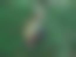 rajce.idnes.pee piss|I Pee - Pornhub.com