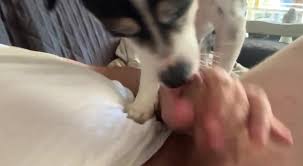 Dog licking pussy first time jpg x Dog licking pussy