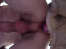 Ced hot boy fuck dog gaybeast com siterip jpg x Guy gets fucked by dog