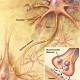 New research elucidates details about architecture of synaptic transmission - News