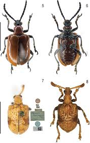 tokyohot e837|Three new species and five new records within the genus Lilioceris  (Coleoptera, Chrysomelidae, Criocerinae) from China