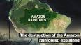 The Amazon Rainforest: A Vital Ecosystem in Crisis ile ilgili video