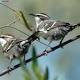 Babbler birds use primitive language to communicate with meaning, study shows 