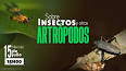El fascinante mundo de la entomología: Una exploración de los artrópodos hexápodos ile ilgili video