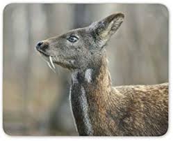 siberian maus|Index of /presskits/girlmodel