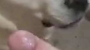 L darkcruising video gay sex porn hardcore hard fetish bulldog drilled jpg x Guy gets fucked by dog