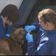 52 Dogs Euthanized Due to Deadly Canine Virus 