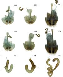 tokyohot e837|Three new species and five new records within the genus Lilioceris  (Coleoptera, Chrysomelidae, Criocerinae) from China