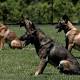 Dogs use same parts of brain to process speech as humans, Hungarian study ... 