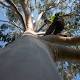 Australia's fastest tree climbers race to Adelaide 