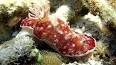 El fascinante mundo de las esponjas marinas ile ilgili video