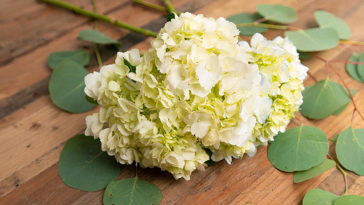 Flower Outlet & Gifts by null