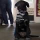 Australian Working Dog Rescue volunteers at Royal Adelaide Show 