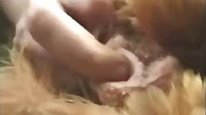 Chicken sex jpg x Chicken sex