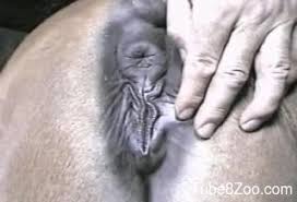 Hung guy fucking a horse dripping pussy outdoors jpg x Guy fucks horse