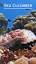 The Fascinating World of Sea Cucumbers: Exploring the Enigmatic Echinoderms ile ilgili video