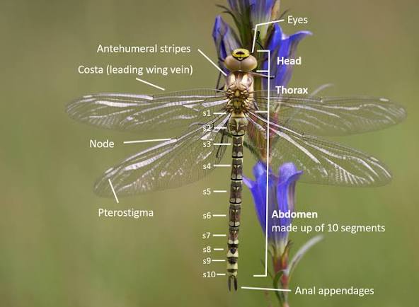 Dragonflies - British Dragonfly Society