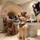 Their Masters' Voices: Dogs Understand Tone And Meaning Of Words 
