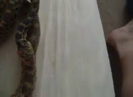 Fuck snake gaybeast rip man fucks animal extrem sex and taboo porn jpg x Guy fucks snake