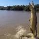 Horrific footage reveals how crocodiles' tails propel them out of water for food 