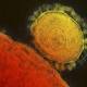 MERS Virus Appears To Have Jumped From Human To Human In US