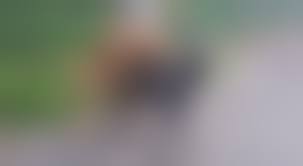 女と犬の交尾|犬のお世話をする少女が性処理まで頑張っちゃうラブラブ種付け交尾漫画「犬姦日記」｜にゅーあきばどっとこむ