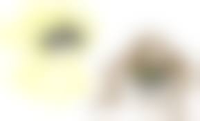 girls shit piss| CD - Brutal Mind