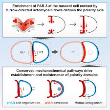 animalsex src|6 Ways Human Sexuality Differs from Animal Sexual Behavior | Glamour