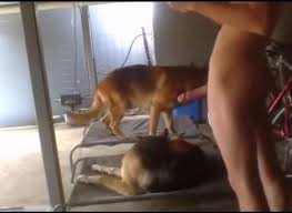 Man gets fucked in the ass in dog porn katitube kinky sex jpg x Guy gets fucked by dog
