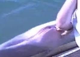 Man fucks dolphin jpg x Man fucks dolphin