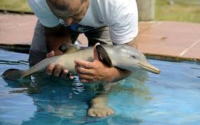 Dolphin bestiality videos free porn videos jpg x Man fucks dolphin