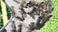 Entomologia: Explorando o Mundo Fascinante dos Insetos ile ilgili video
