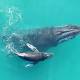 Recordings Reveal Baby Humpback Whales 'Whisper' To Their Mothers 