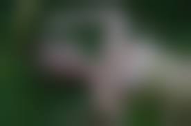 bourboulon laika nude|JACQUES BOURBOULON ジャック・ブールブーロン全109作品収録☆1986年発行《超希少洋雑誌》－Funbid香港本地日本代購網站