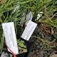 Tasmanian researchers seize rare opportunity to bank seeds of native conifers 