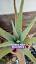La magia de los cactus: plantas resistentes y beneficiosas ile ilgili video