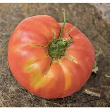 Rajce|srpen 07 – radcicka – album na Rajčeti