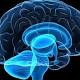Sleep deprivation can cause brain to start 'eating' itself 