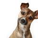 Their Masters' Voices: Dogs Understand Tone And Meaning Of Words 
