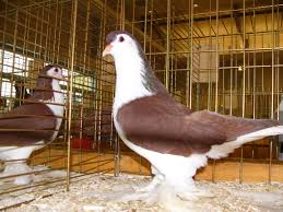 pigeons lahore