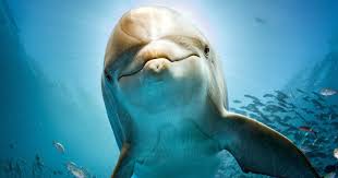 Zoophilia search results for dolphin jpg x Man fucks dolphin