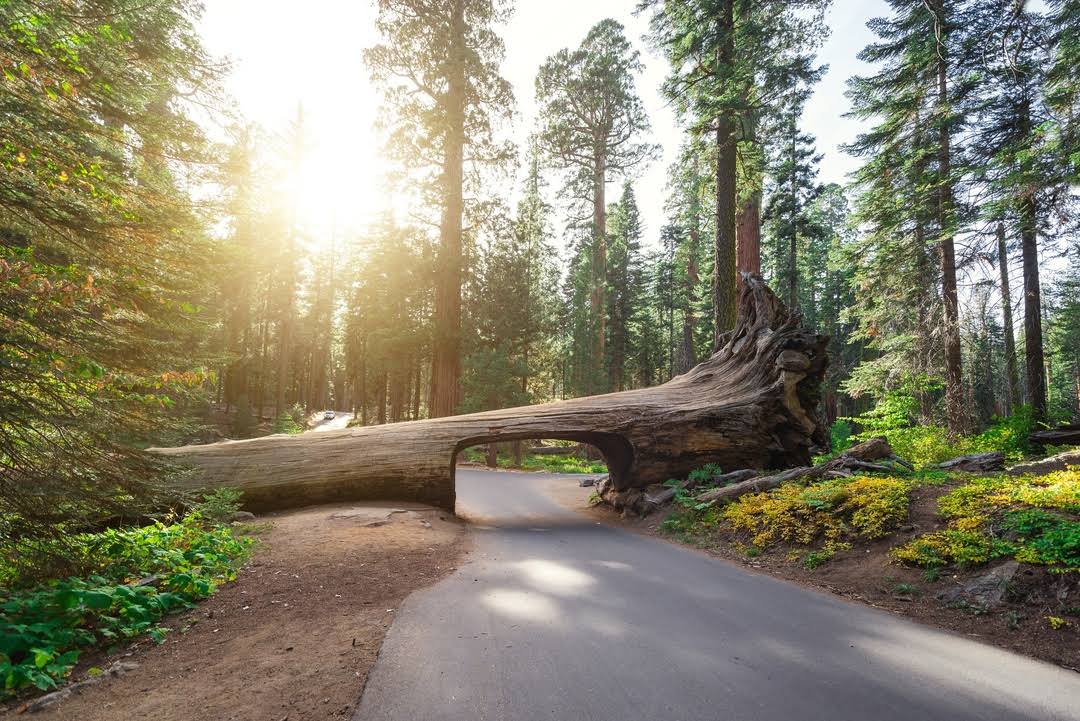 Sequoia National Park by null