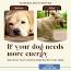 Canine Nutrition: A Comprehensive Guide to Feeding Your Dog ile ilgili video