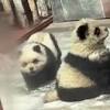 China zoo panda dogs