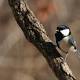 Little bird uses a linguistic rule thought to be unique to humans 